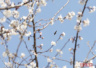 北京最大樱花园下周举办首届樱花节　面积是玉渊潭的5倍