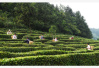 四轮驱动下的湖南千亿茶产业系列报道（三）：可持续发展下的湖南黑茶