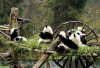 路透：一份报告称中国砍伐者毁坏四川大熊猫栖息地