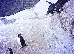 做一只企鹅有多难你造吗！！脚下是冰！很滑哎！！！