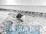 郑州现宠物室内游泳池　小狗游一次最低90元
