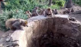 印度热心猴群井边大叫引人注意　令落水豹子获救