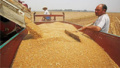 河南已收购小麦超100亿公斤 比上年同期减少