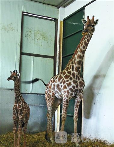 无锡展出因乱投喂致死长颈鹿标本 警示游客文
