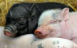 异种移植 日本放开猪等动物细胞移植人体限制