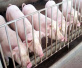 全国猪价止跌企稳　养殖户补栏母猪还需谨慎