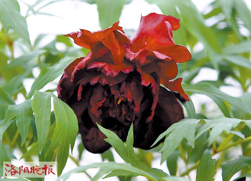 黑豹：属黑色系牡丹，花型为荷花形，花瓣大而有光泽。
