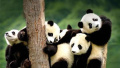 2%国土还给大熊猫们，生态建设浓彩重笔