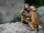 济南动物园小猴子　行走的表情包