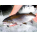 国产淡水三文鱼生吃有害？虹鳟是不是三文鱼？