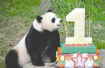 旅美大熊猫在美遭到虐待？中美双方回应质疑