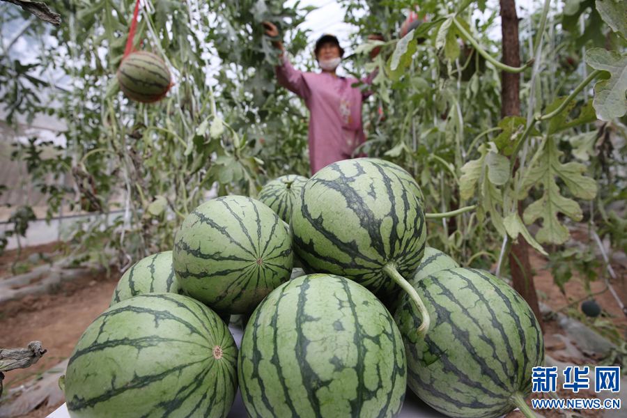 6月6日，在河南省武陟县龙源街道办事处后龙睡村一家庭农场，瓜农为“黄金西瓜”套网。