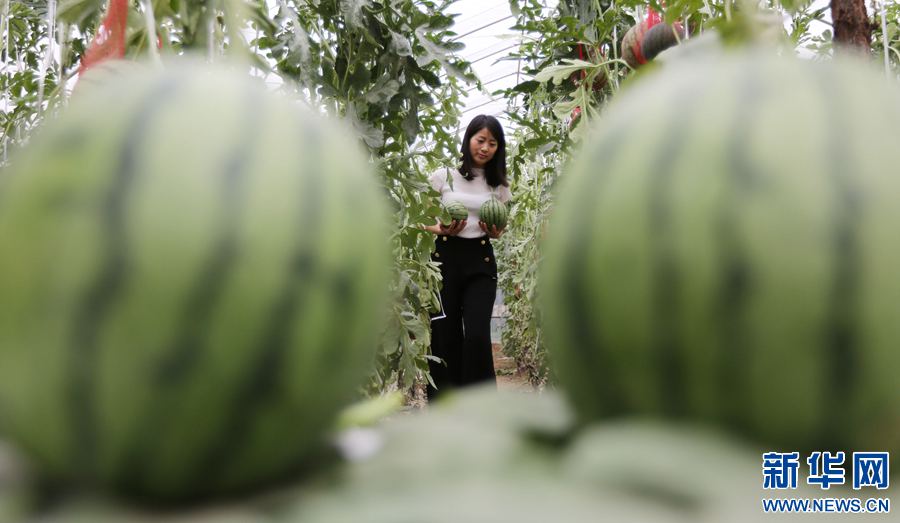 6月6日，游客在河南省武陟县龙源街道办事处后龙睡村一家庭农场采摘西瓜。