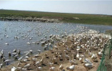 杜尔伯特县江湾乡养鹅大户带动贫困户饲养霍尔多巴吉鹅