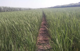 杜尔伯特县农业技术推广中心水稻专家查看他拉哈镇早稻长势情况