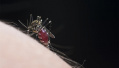 奇了！泸州高温达41.6℃蚊子被热死（图）繁殖节奏都被打乱了