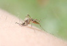中国科学家参与发现阻断蚊子传播疟疾新“武器”