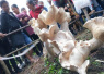 云南现高近1米重百斤的野生蘑菇　还能吃