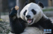 心疼！武汉大熊猫被质疑受虐待　动物园：饲养员已停职