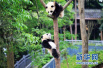 野化放归、试点国家公园　四川这样守护大熊猫家园