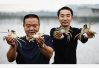 记者暗访高淳螃蟹市场　买8只螃蟹7只短斤少两