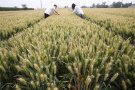 河南寶豐：小麥“套種” 豐產增收