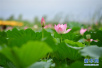 南京玄武湖最美“赏荷路线”来了！