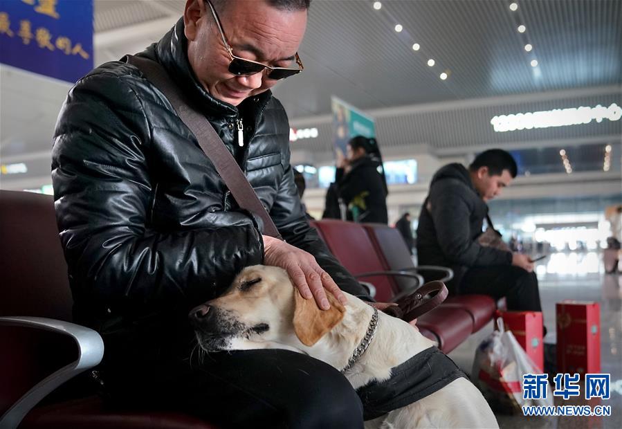 （社会）（7）导盲犬坐高铁：让视障旅客出行无障碍