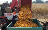 “一地两收”濮阳县2.5万亩大豆玉米带状复合种植喜获丰收