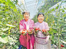 河南汤阴县：大棚番茄“映红”村民好生活